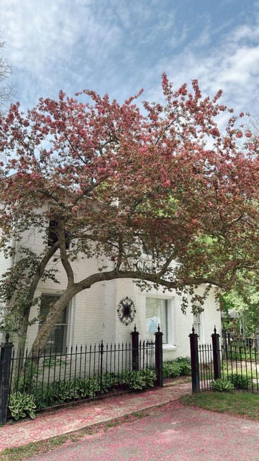 The Ginkgo Tree Bed & Breakfast Mount Pleasant Dış mekan fotoğraf